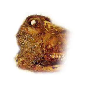 Demi Tête d&rsquo;Agneau