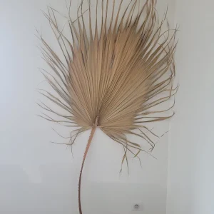 Feuille de palmier décoration bohème